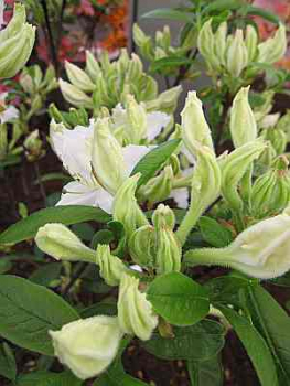 Rhododendron occidentale "Cinzia" (25cm-30cm)