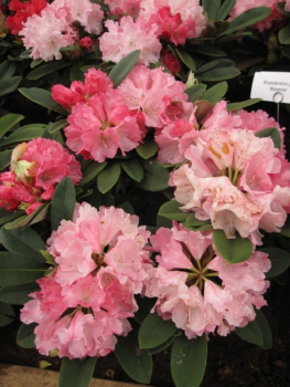 Preview: Rhododendron yakushimanum Maisonne - Ball-Rhododendron Maisonne
