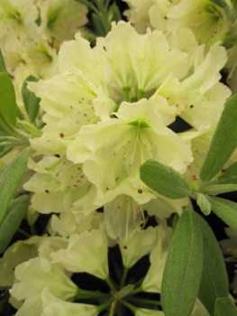 Rhododendron hybr. New Century - großblumige Rhododendron New Century