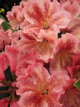 Rhododendron hybr. Djingestan - Großblumige Rhododendron Djingestan