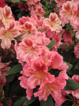 Preview: Rhododendron hybr. Djingestan - Großblumige Rhododendron Djingestan