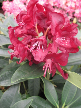 Rhododendron hybr. Purple Moon - großblumige Alpenrose Purple Moon
