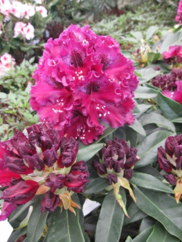 Rhododendron hybr. Dramatic Dark® - Großblumige Alpenrose - 30-40cm