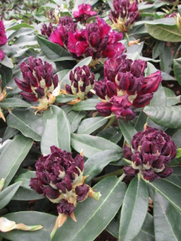 Preview: Rhododendron hybr. Dramatic Dark® - Großblumige Alpenrose - 30-40cm