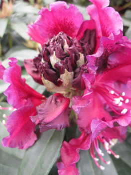 Preview: Rhododendron hybr. Dramatic Dark® - Großblumige Alpenrose - 30-40cm