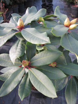Preview: Rhododendron hybr. Caruso® - Großblumige Alpenrose Caruso®