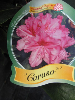 Preview: Rhododendron hybr. Caruso® - Großblumige Alpenrose Caruso®