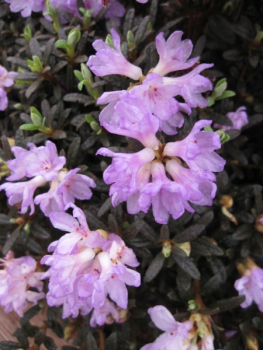 Rhododendron anthopogon x lapponicum Frosthexe - Alpenrose Frosthexe