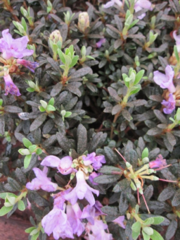Preview: Rhododendron anthopogon x lapponicum Frosthexe - Alpenrose Frosthexe