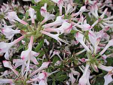 Rhododendron periclymenoides (25cm-30cm)