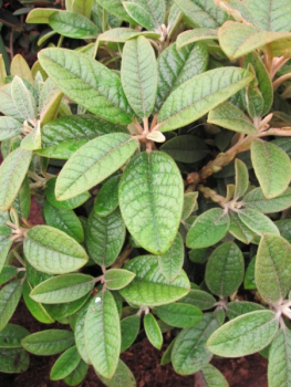 Rhododendron wiltonii - Wilde Alpenrose - 25-30 cm