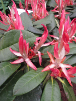 Rhododendron rex Greenspan - Rhododendron rex Grünspan
