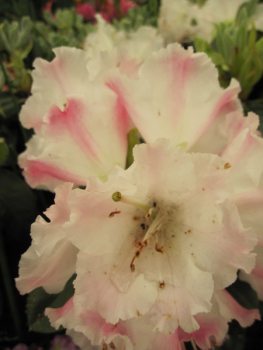 Rhododendron bureavii Hybride Masai Mara - Großblumige Alpenrose - 30-40cm