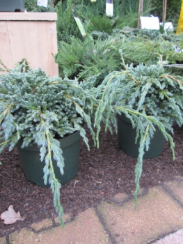 Juniperus squamata Blue Spider - Kriechwacholder Blue Spider ca. 25-30 cm