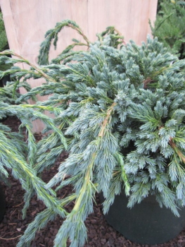 Juniperus squamata Blue Spider - Kriechwacholder Blue Spider ca. 25-30 cm