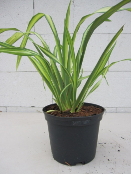 Phormium tenax Gold Sword - Neuseelandflachs Goldsword  30-40 cm