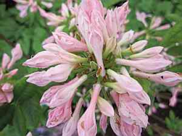 Preview: Rhododendron prinophyllum bot. Art (25cm-30cm)