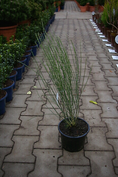 Cytisus praecox "Allgold" (40-60 cm) Elfenbeinginster