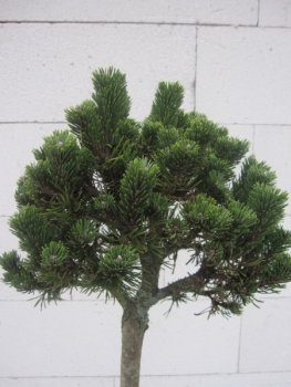 Pinus mugo Picobello Zwergkiefer Stämmchen immergrünes Ziergehölz