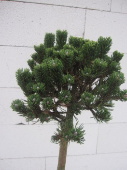 Pinus mugo Picobello Zwergkiefer Stämmchen immergrünes Ziergehölz