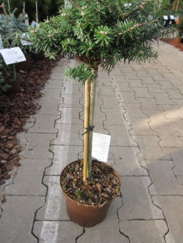 Abies koreana Cis - Zwergkoreatanne - Kugelkoreatanne - Bonsai Konifere - Hochstamm - Besonderheit - Rarität