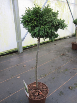 Preview: Chamaecyparis pisifera Plumosa Compressa gelbgrüne Sawara-Scheinzypresse