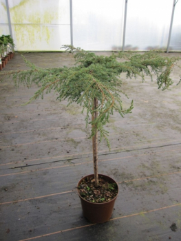 Juniperus communis Green Carpet - Teppichwacholder Green Carpet - Grüner Kriechwacholder - Hochstamm - Bonsai Konifere