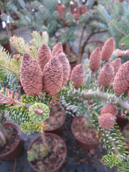 Abies koreana Silver Star Silber-Koreatanne auf Stämmchen kultiviert