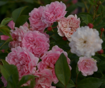 Rosa Pink Swany® syn. Les Quattre Saisons - Bodendeckerrose - Beetrose