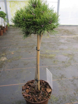 Pinus unicata Grüne Welle - Zwergform der Hakenkiefer - Hochstamm 40cm