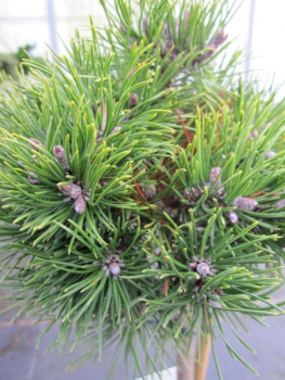 Pinus unicata Grüne Welle - Zwergform der Hakenkiefer - Hochstamm 40cm