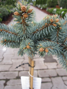 Preview: Picea pungens Glauca Globosa - Zwergblaufichte Glauca Globosa - Kugelfichte - Stechfichte - Hochstamm - Bonsai