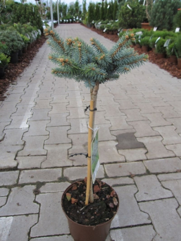 Preview: Picea pungens Glauca Globosa - Zwergblaufichte Glauca Globosa - Kugelfichte - Stechfichte - Hochstamm - Bonsai