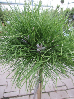 Hochstamm - Pinus nigra Marie Bregeon ® - Zwerg-Schwarzkiefer Marie Bregeon ® - 40cm