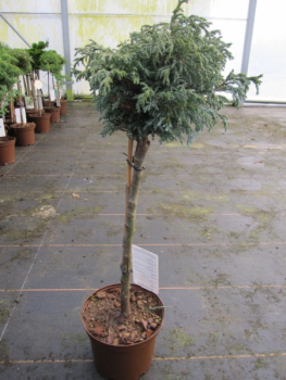 Chamaecyparis pisifera Baby Blue - Zwerg-Silberzypresse Baby Blue - Hochstamm - Bonsai Konifere