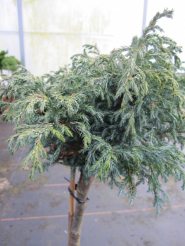 Preview: Chamaecyparis pisifera Baby Blue - Zwerg-Silberzypresse Baby Blue - Hochstamm - Bonsai Konifere