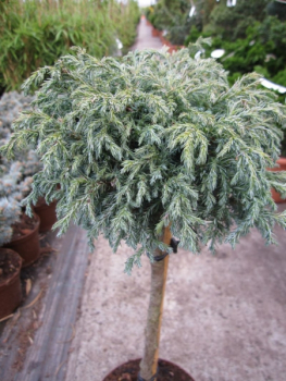 Preview: Chamaecyparis pisifera Baby Blue - Zwerg-Silberzypresse Baby Blue - Hochstamm - Bonsai Konifere
