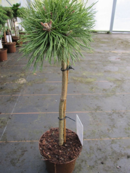 Pinus mugo Benjamin - Zwerg Bergkiefer Benjamin - Hochstamm veredelt - Bonsai Konifere