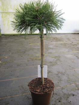 Pinus mugo Benjamin - Zwerg Bergkiefer Benjamin - Hochstamm veredelt - Bonsai Konifere