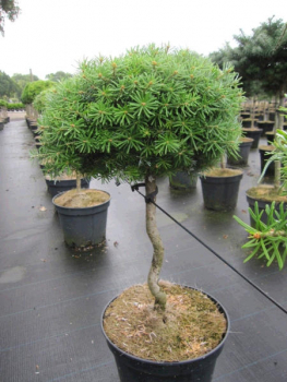Abies koreana Doni Tajuso Flache Zwerg-Koreatanne