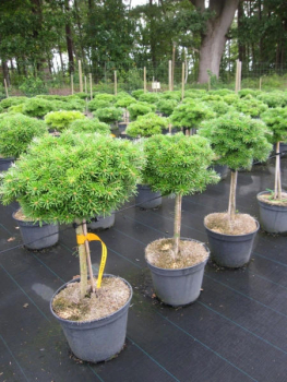 Preview: Abies koreana Doni Tajuso Flache Zwerg-Koreatanne