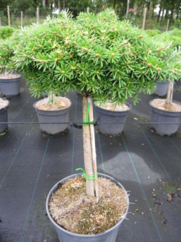 Preview: Abies koreana Doni Tajuso Flache Zwerg-Koreatanne