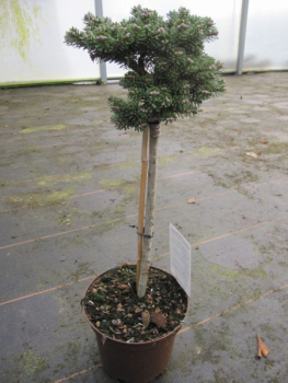 Abies koreana Silberperle - Zwerg Koreatanne Silberperle - Veredelung auf Hochstamm - Bonsai Konifere