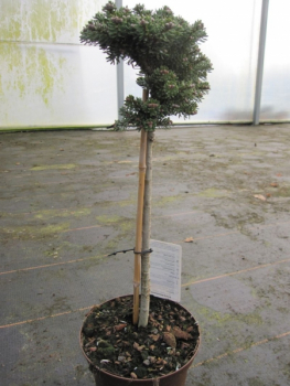 Preview: Abies koreana Silberperle - Zwerg Koreatanne Silberperle - Veredelung auf Hochstamm - Bonsai Konifere