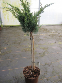 Juniperus chinensis Blaauw - Chinesischer Strauchwacholder - Blaunadeliger Zwergwacholder - Hochstamm veredelt