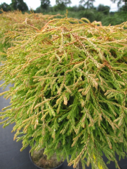 Zwerg-Lebensbaum gelbe Nadeln max.1,50m Thuja occidentalis GoldenTuffet 25-30 