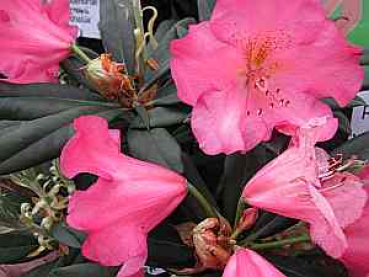 Rhododendron smirnowii "Lachsrosa Riesen" (25cm-30cm)