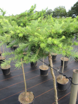 Larix decidua Little Bogle - Zwerglärche Little Bogle - Hexenbesen - Veredelt auf Hochstamm