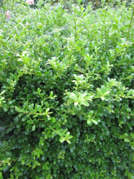 Ilex crenata Glory Gem - Berg-Ilex Glory Gem
