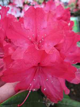 Kaukasische Alpenrose Weinlese - Rhododendron Hybrid smirnowii Weinlese - 40-50